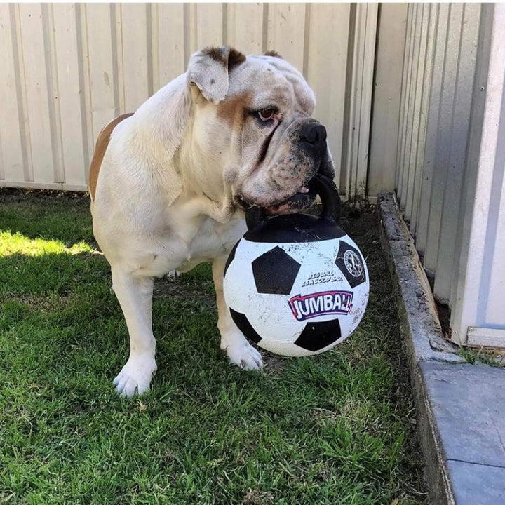 Jianbao Bite-Resistant Dog Puzzle Toy Ball