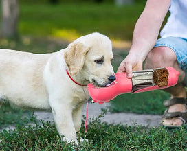 Simplify Pet Care with Portable Pet Feeder FLIXME WORLD