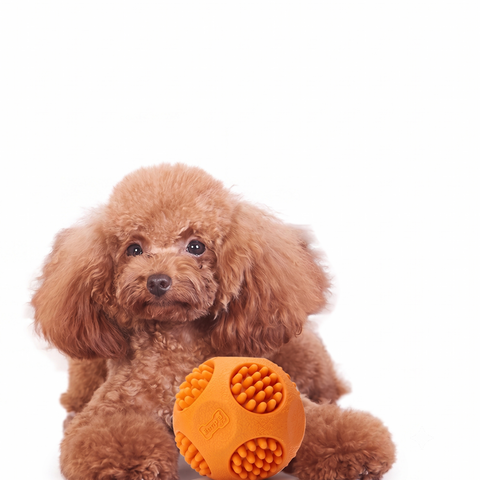 Squeaky Chew Ball for Dogs